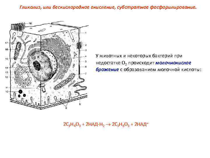 Гликолиз, или бескислородное окисление, субстратное фосфорилирование. У животных и некоторых бактерий при недостатке О