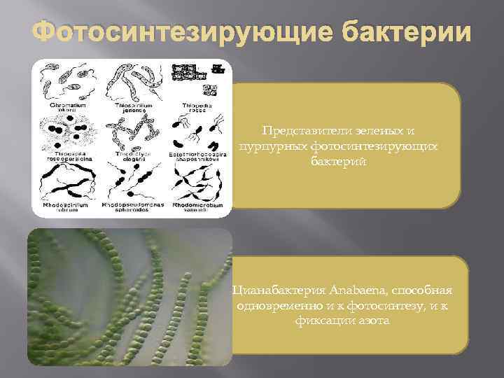Фотосинтезирующие бактерии Представители зеленых и пурпурных фотосинтезирующих бактерий Цианабактерия Аnabaena, способная одновременно и к