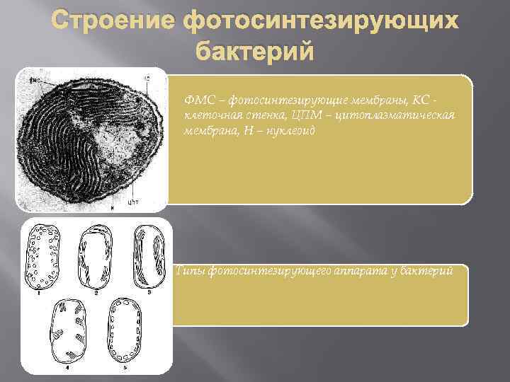 Строение фотосинтезирующих бактерий ФМС – фотосинтезирующие мембраны, КС клеточная стенка, ЦПМ – цитоплазматическая мембрана,