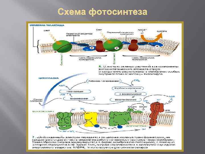 Схема фотосинтеза 