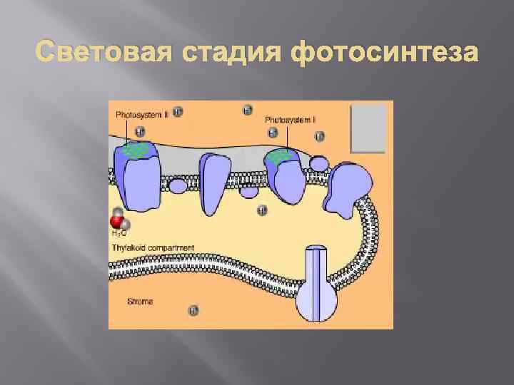 Световая стадия фотосинтеза 