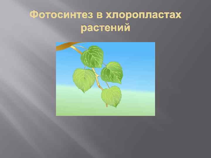 Фотосинтез в хлоропластах растений 