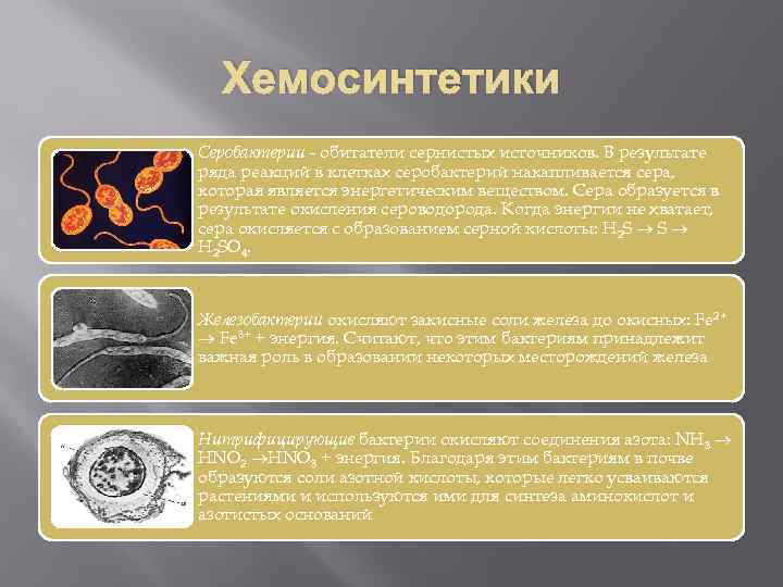 Хемосинтетики Серобактерии - обитатели сернистых источников. В результате ряда реакций в клетках серобактерий накапливается