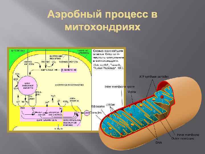 Аэробный процесс в митохондриях 