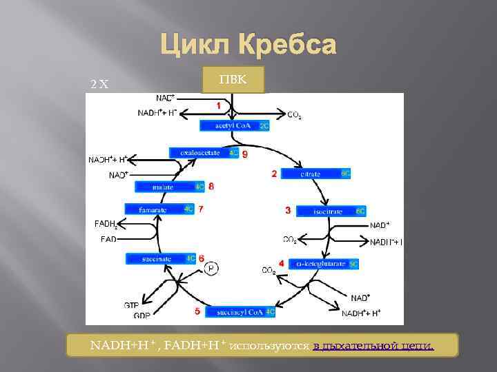 Цикл Кребса 2 Х ПВК NADH+H + , FADH+H + используются в дыхательной цепи.