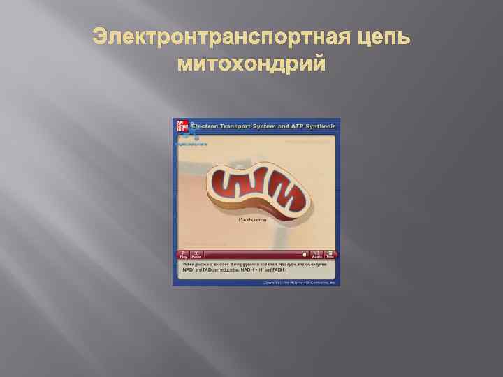 Электронтранспортная цепь митохондрий 