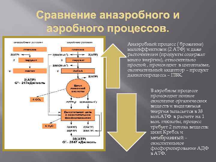 Типы обмена веществ анаэробный