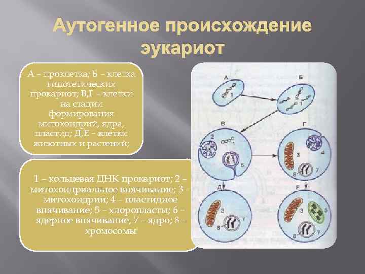 Аутогенное происхождение эукариот А – проклетка; Б – клетка гипотетических прокариот; В, Г –