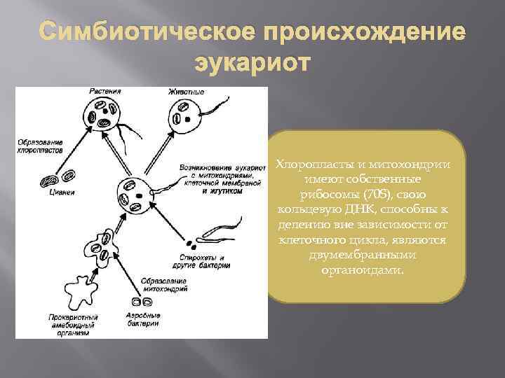 Кольцевая днк у эукариот