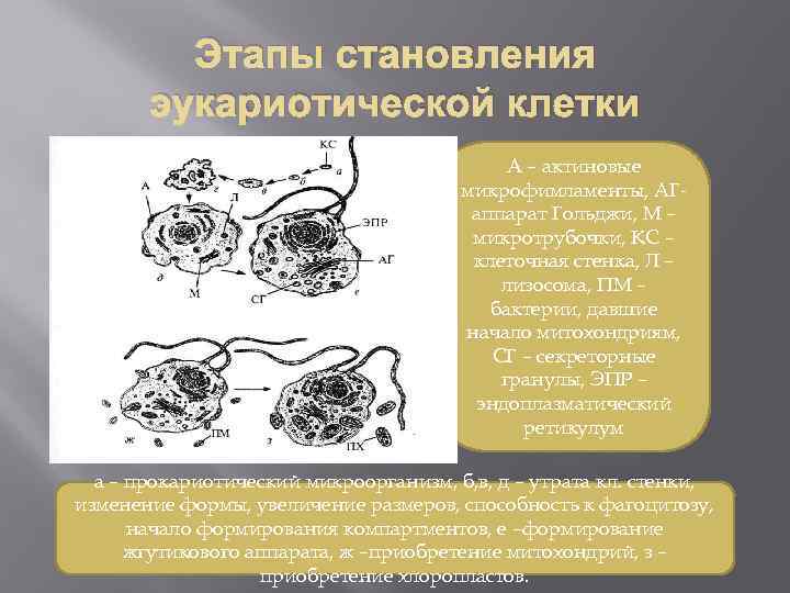 Этапы становления эукариотической клетки А – актиновые микрофимламенты, АГаппарат Гольджи, М – микротрубочки, КС