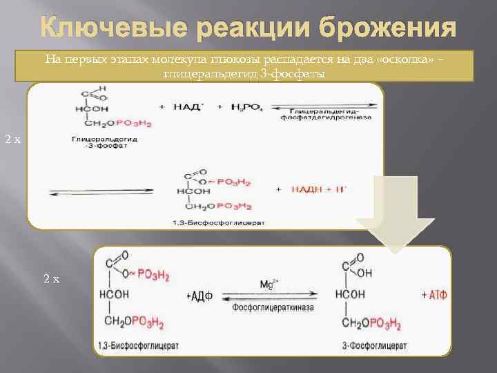 Ключевые реакции брожения На первых этапах молекула глюкозы распадается на два «осколка» – глицеральдегид