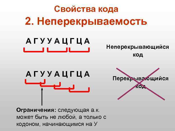 Свойства кода 2. Неперекрываемость АГУУАЦГЦА Ограничения: следующая а. к. может быть не любой, а