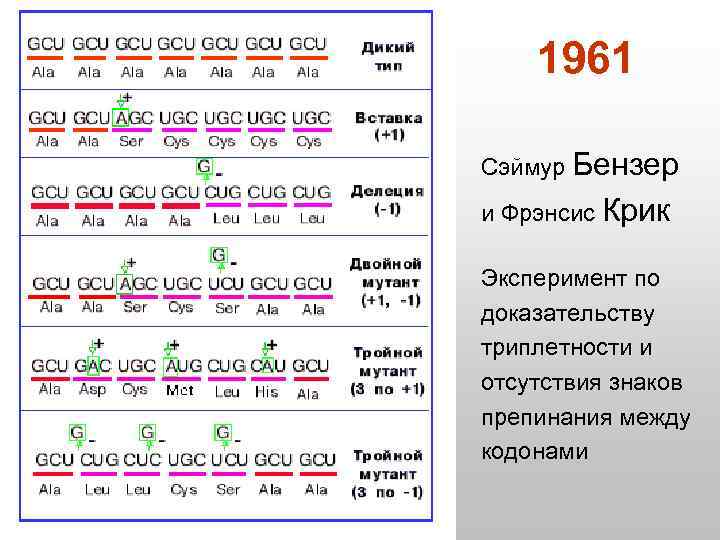 1961 Сэймур Бензер и Фрэнсис Крик Эксперимент по доказательству триплетности и отсутствия знаков препинания