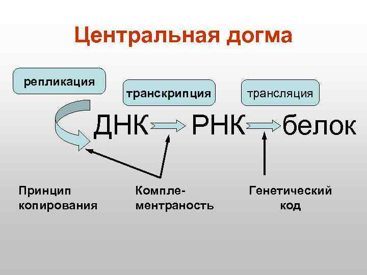 Центральная догма репликация транскрипция ДНК Принцип копирования РНК Комплементраность трансляция белок Генетический код 