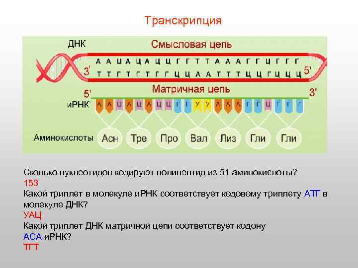 Транскрипция Сколько нуклеотидов кодируют полипептид из 51 аминокислоты? 153 Какой триплет в молекуле и.