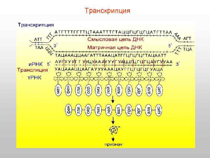 Транскрипция 