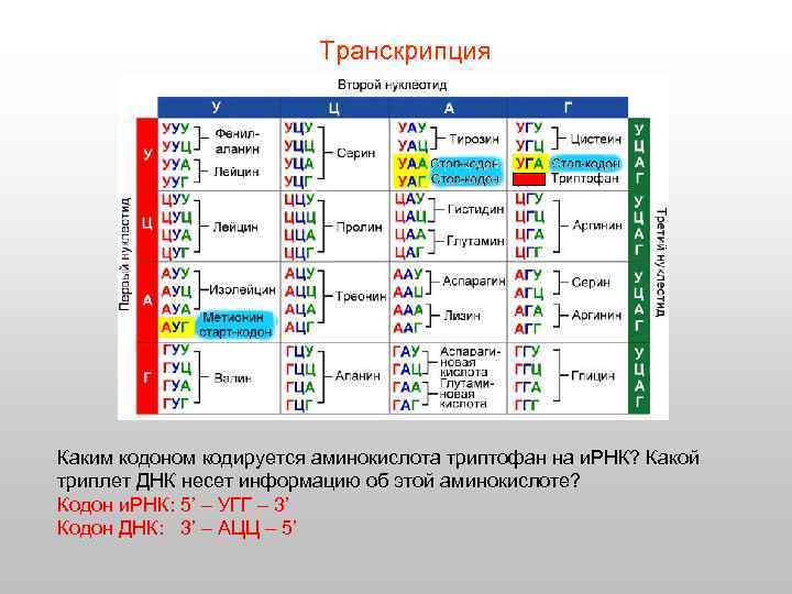 Транскрипция Каким кодоном кодируется аминокислота триптофан на и. РНК? Какой триплет ДНК несет информацию