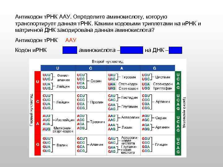 Трнк транспортируют аминокислоты. Антикодон т-РНК. Определите антикодоны ТРНК. Кодоны и антикодоны таблица. Таблица антикодонов ТРНК.