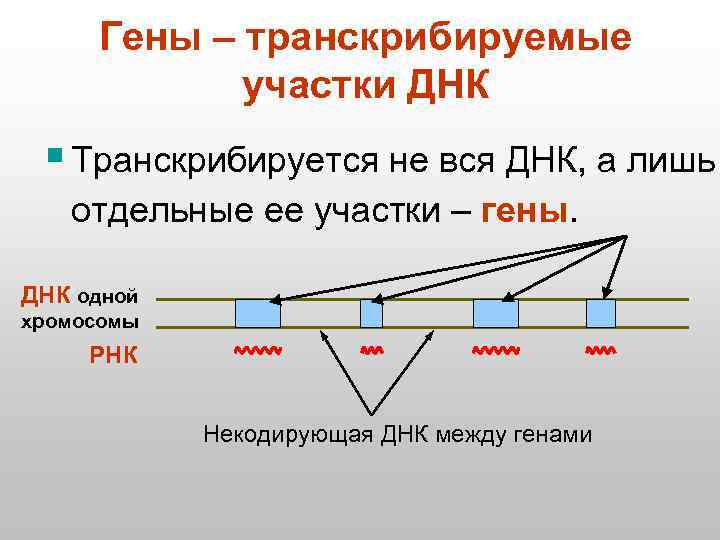 Гены – транскрибируемые участки ДНК § Транскрибируется не вся ДНК, а лишь отдельные ее