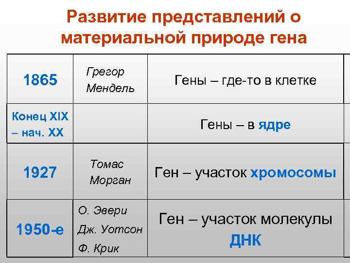 Развитие представлений о материальной природе гена 1865 Грегор Мендель Конец XIX – нач. XX