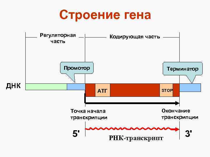 Строение гена Регуляторная часть Кодирующая часть Промотор ДНК Терминатор АТГ Точка начала транскрипции 5'