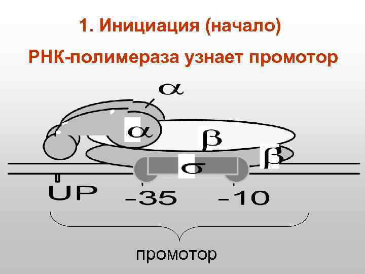 1. Инициация (начало) РНК-полимераза узнает промотор 