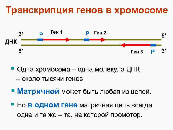 Ученик 6 класса наспех выполняя домашнее задание перепутал пункты цитатного плана баллады перчатка