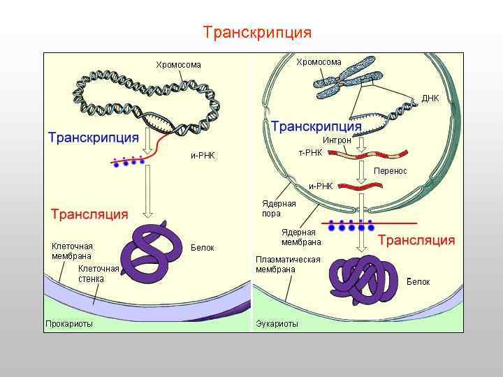 Транскрипция 