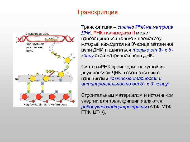 Транскрипция – синтез РНК на матрице ДНК. РНК-полимераза II может присоединиться только к промотору,