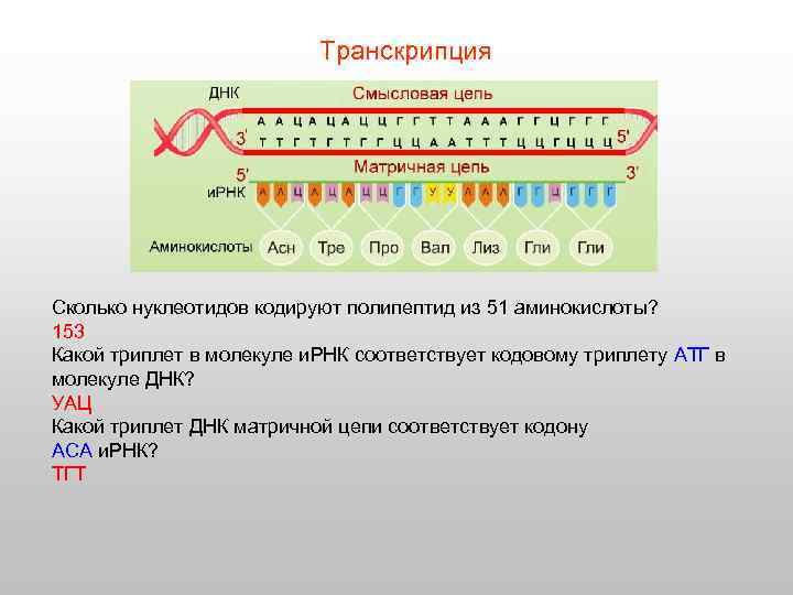 Транскрипция Сколько нуклеотидов кодируют полипептид из 51 аминокислоты? 153 Какой триплет в молекуле и.