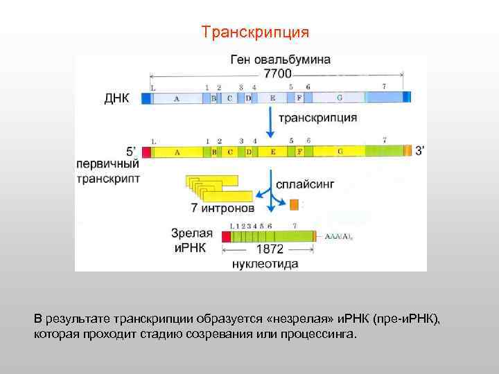 Транскрипция В результате транскрипции образуется «незрелая» и. РНК (пре-и. РНК), которая проходит стадию созревания