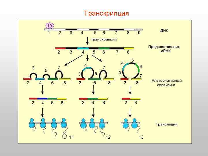 Транскрипция 
