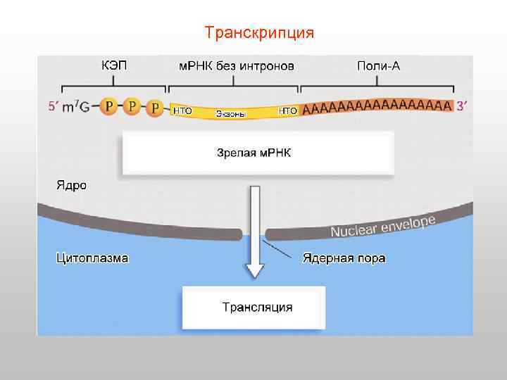 Транскрипция 