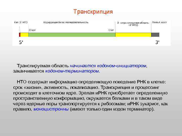 Транскрипция Транслируемая область начинается кодоном-инициатором, заканчивается кодоном-терминатором. НТО содержат информацию определяющую поведение РНК в
