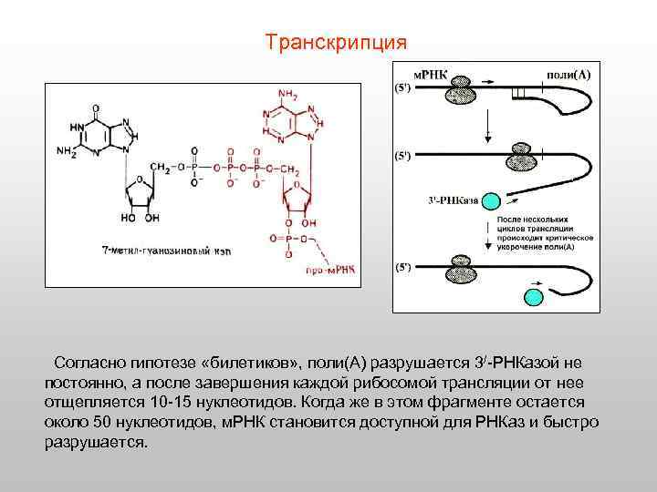 Транскрипция Согласно гипотезе «билетиков» , поли(А) разрушается 3/-РНКазой не постоянно, а после завершения каждой