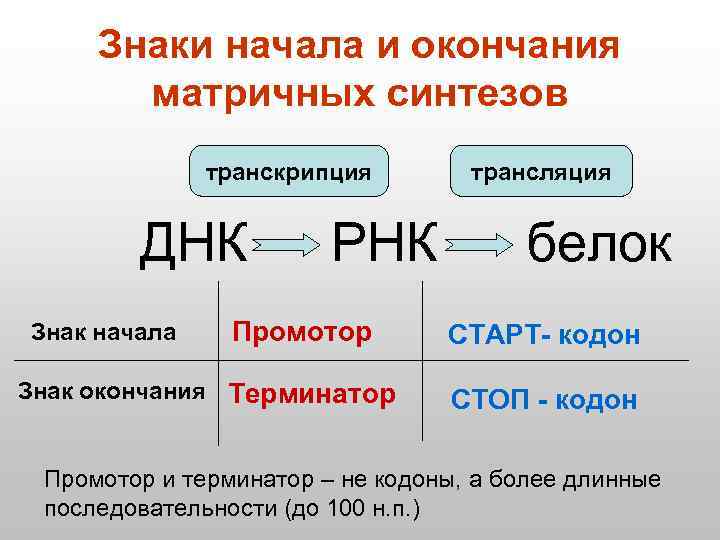 Знаки начала и окончания матричных синтезов транскрипция ДНК Знак начала РНК Промотор Знак окончания