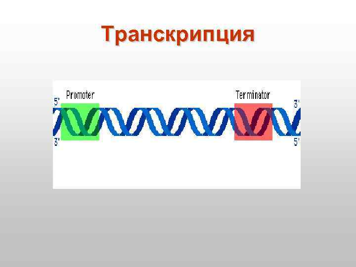 Транскрипция 