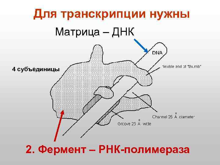 Для транскрипции нужны Матрица – ДНК 4 субъединицы 2. Фермент – РНК-полимераза 