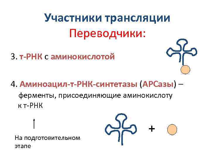 Участники трансляции Переводчики: 3. т-РНК с аминокислотой 4. Аминоацил-т-РНК-синтетазы (АРСазы) – ферменты, присоединяющие аминокислоту
