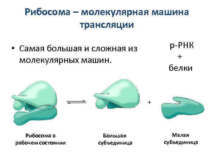 Рибосома – молекулярная машина трансляции • Самая большая и сложная из молекулярных машин. Рибосома