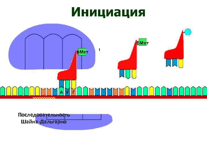 Инициация ф. Мет А У Г Последовательность Шайна-Дальгарно 