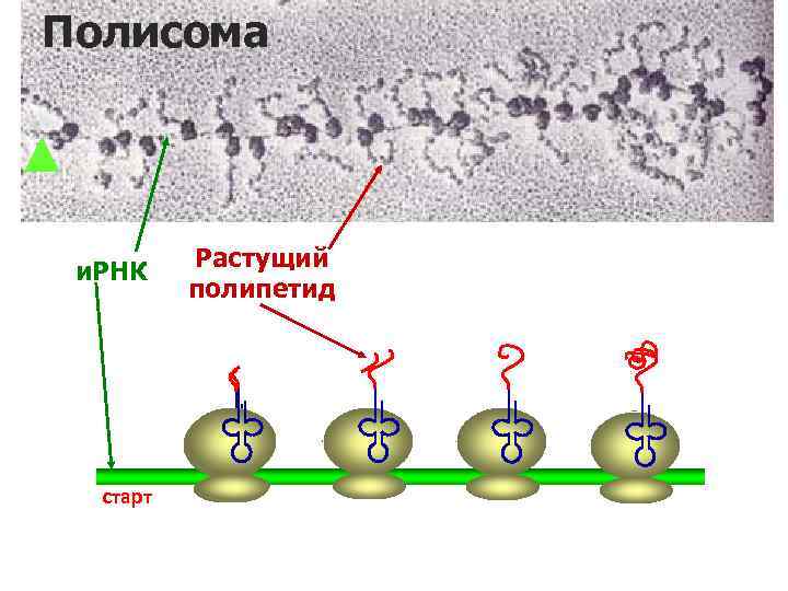 Полисома и. РНК старт Растущий полипетид 