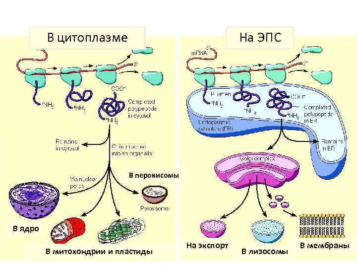Место синтеза белка зависит от назначения В цитоплазме На ЭПС В перокисомы В ядро