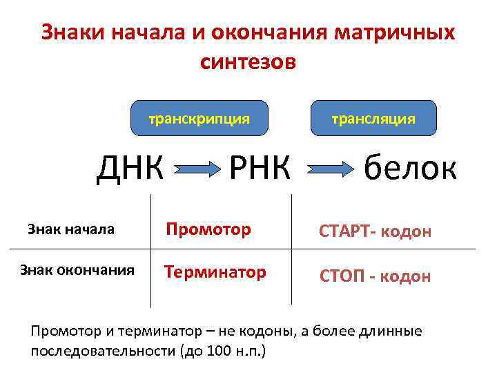 Транскрипция синтез рнк