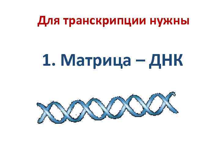 Для транскрипции нужны 1. Матрица – ДНК 