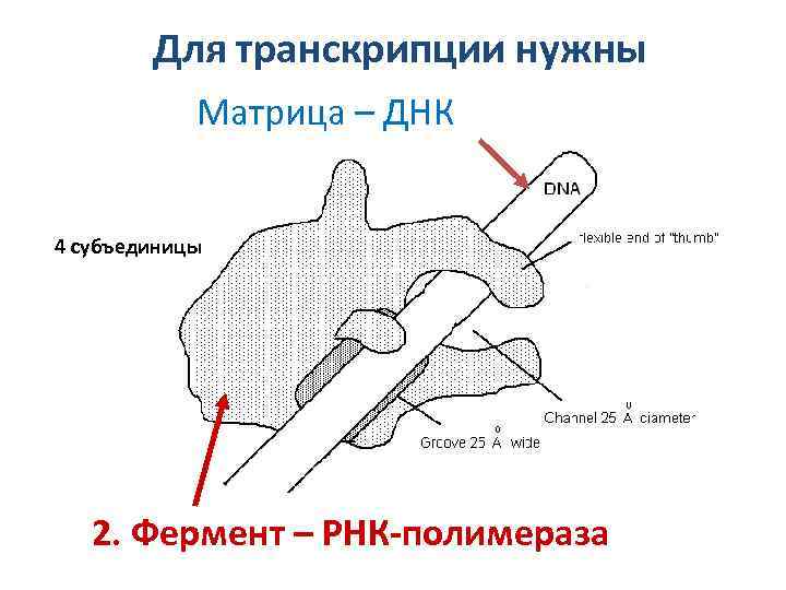 Для транскрипции нужны Матрица – ДНК 4 субъединицы 2. Фермент – РНК-полимераза 