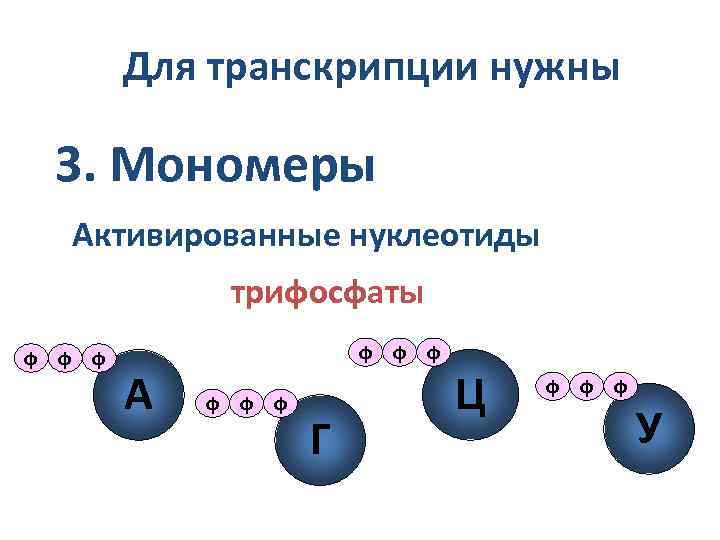 Для транскрипции нужны 3. Мономеры Активированные нуклеотиды трифосфаты ф ф ф А ф ф