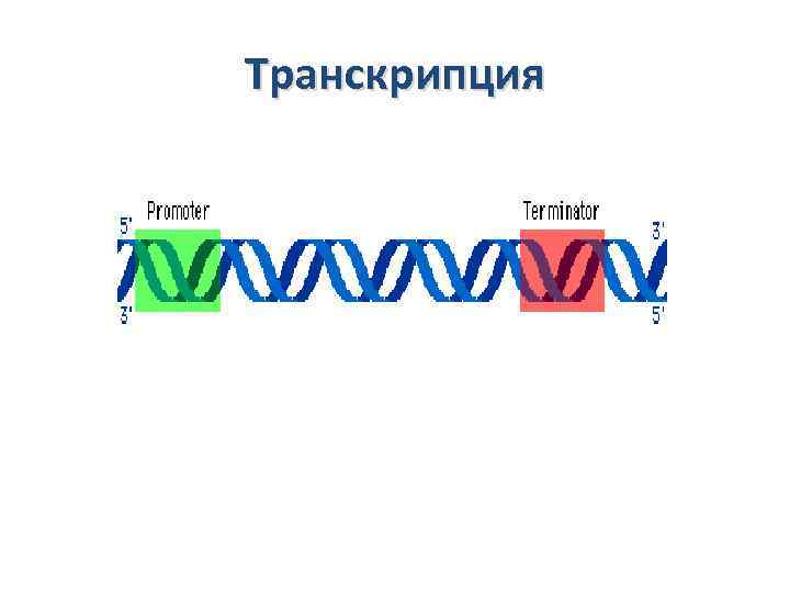 Транскрипция 