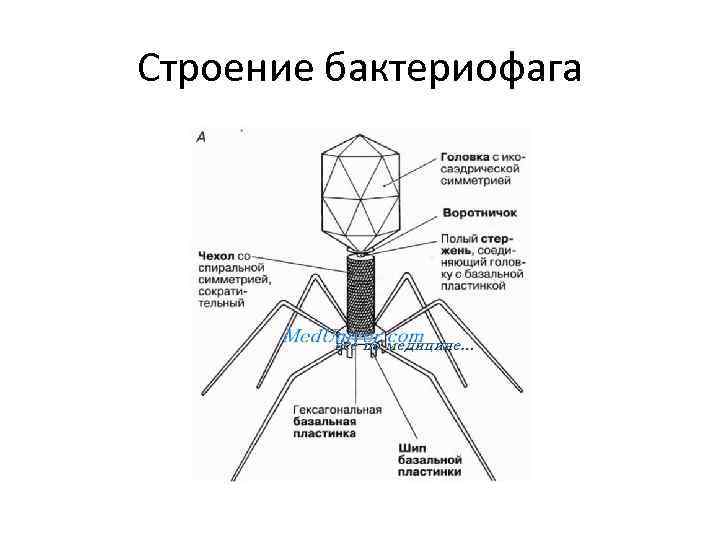 Строение бактериофага 