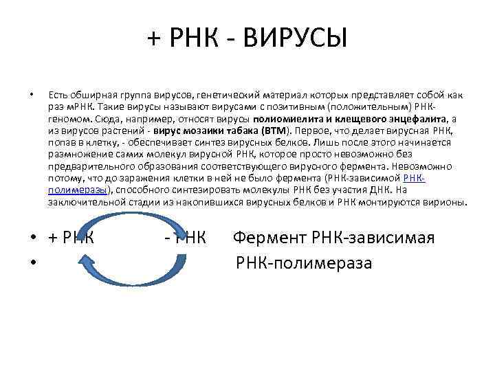 + РНК - ВИРУСЫ • Есть обширная группа вирусов, генетический материал которых представляет собой